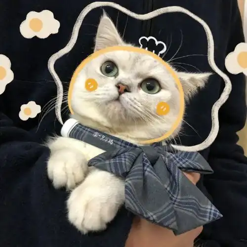 哆啦c梦i她,只因换了1张cp头像,就成了万人迷
