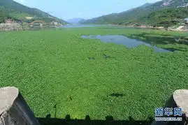 福建水葫芦泛滥成灾
