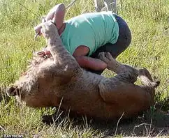 英国女子头部被狮子叼住导游及时相救
