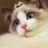 布偶猫头像图片大全微信头像图片大全
