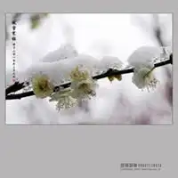 傲雪寒梅微信头像微信头像图片大全
