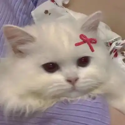 可爱的喵喵头像喏.
