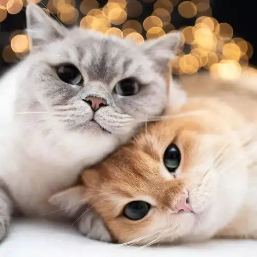 快来吸一吸三头猫,治愈你一年的不开心
