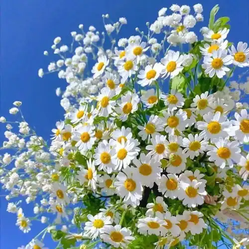 盛意以江河,江河不及你
