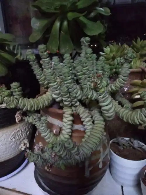 家里养盆钱串子,招财进宝,好运连连
