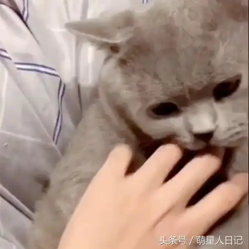 平日脾气再怎么倔强的猫咪,遇上这位主人立刻秒变爱发抖的小喵喵
