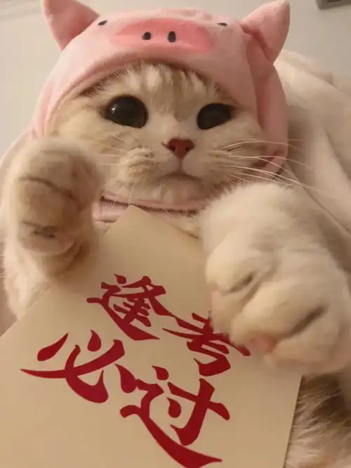 wechat头像逢考必过头像
