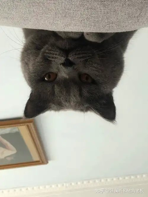 干性猫传腹真的能治,别放弃记录确诊到停针全过程
