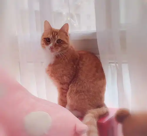 都说喵星人是有灵性的,这一点我非常认同,因为我家的猫就是这样
