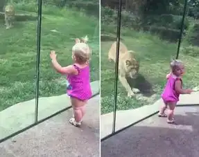 美动物园一狮子欲偷袭女童因玻璃墙阻隔未得逞
