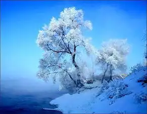 琼枝玉树的意思
