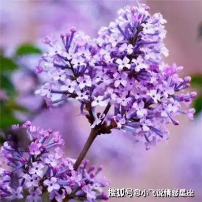 让男人死心塌地的3大生肖,聪明能干有气质,再穷也有人追求
