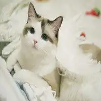 郭斯特狐狸表情包微信头像图片大全
