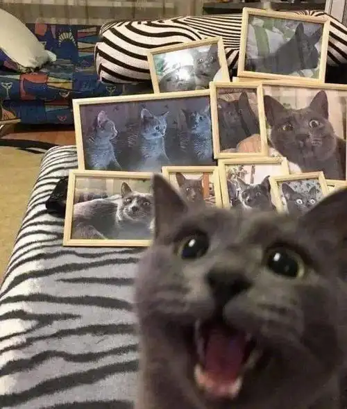 猫呵呵,这真是我带过最差的一届铲屎官

