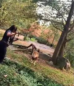 活腻了纽约女子偷闯狮园扭臀挑逗雄狮
