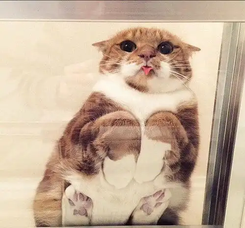 15个一个吐舌头动作就收编全人类的激萌动物
