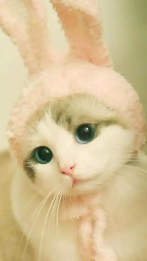 两只猫咪喝奶的两种画风,感动哭了,看完颠覆认知
