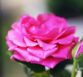 最后13天下雨也要去365种花卉绿植,深圳人绝不能错过的又一赏花胜地
