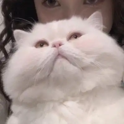 猫咪情侣头像
