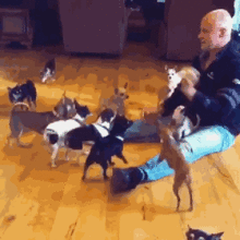 大型真香现场猛男嘲笑朋友养小型犬太娘,最后竟然...
