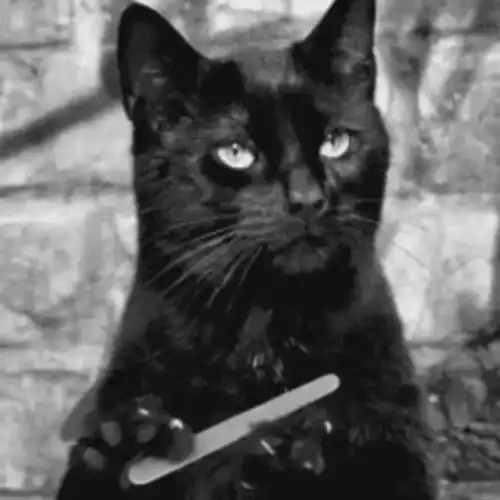 芥菜fan11月江湖召集令演唱会素烧烤观影会读书会
