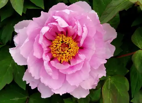 家中孩子是此时辰出生,那可是不得了的,全家富贵满门
