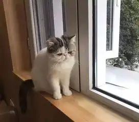 云养猫不过瘾重庆超治愈猫咪咖啡馆萌化你,猫奴必去
