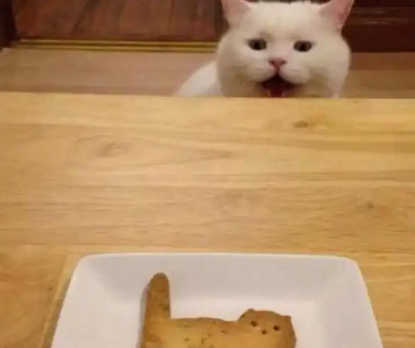 这应该就是芥末蛋糕哥们勇气可嘉
