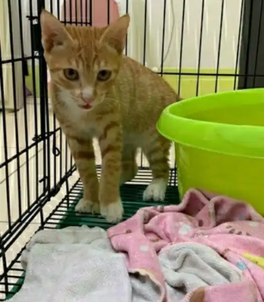 三只猫咪呆在床上一动不动,主人过去一看崩溃把这当厕所了
