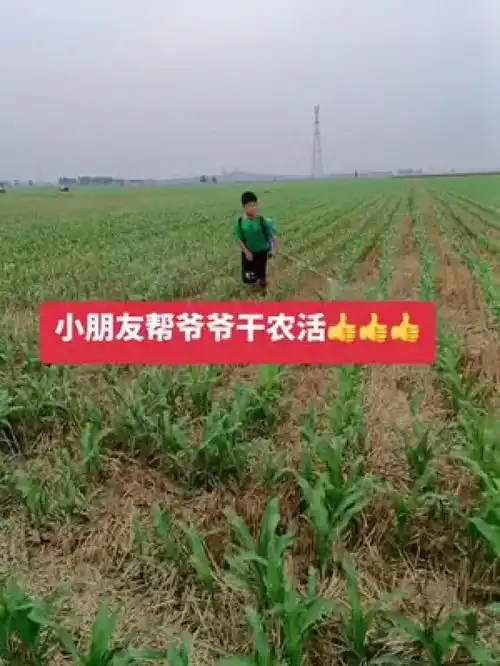 这是一个农村10岁的孩子,父母常年在外打工,爷爷因生病不能下重力,主动下田帮忙干农活,小小年纪值得学习
