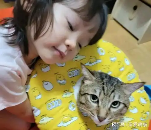 女孩见小猫骨折收留,猫却恩将仇报,女孩养猫压力太大

