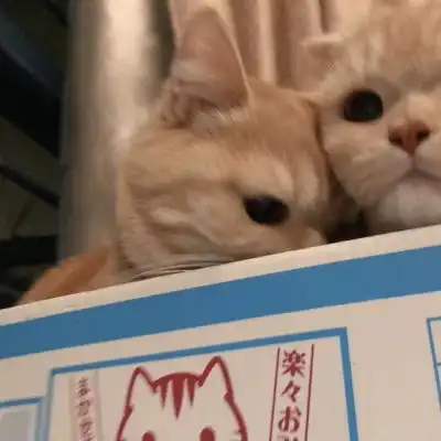 猫咪情头
