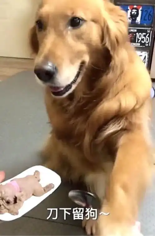 男子买来小奶狗冰淇淋,当着金毛面切开,它的表情瞬间奔溃了
