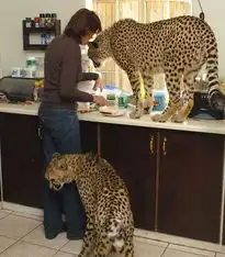 南非妇女专职给猛虎猎豹当妈妈
