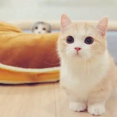 猫咪头像萌图片高清可爱猫咪头像大全
