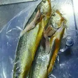 邪教的天价假货
