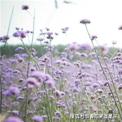 在2021年,天赐鸿运,贵人相助,财源滚滚,大发横财的四大生肖
