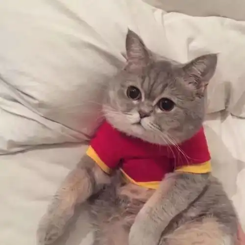 猫咪头像,每只都是爱你的样子生活
