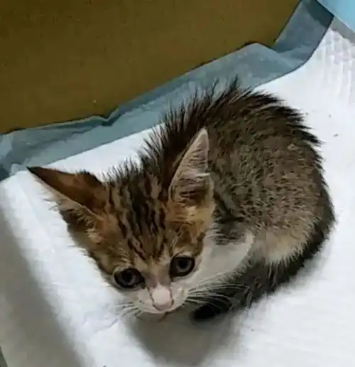 流浪母猫背着幼猫求助人,医生建议做安乐,女孩的举动却很难得
