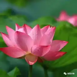 印光法师念佛人梦见莲花,有福了
