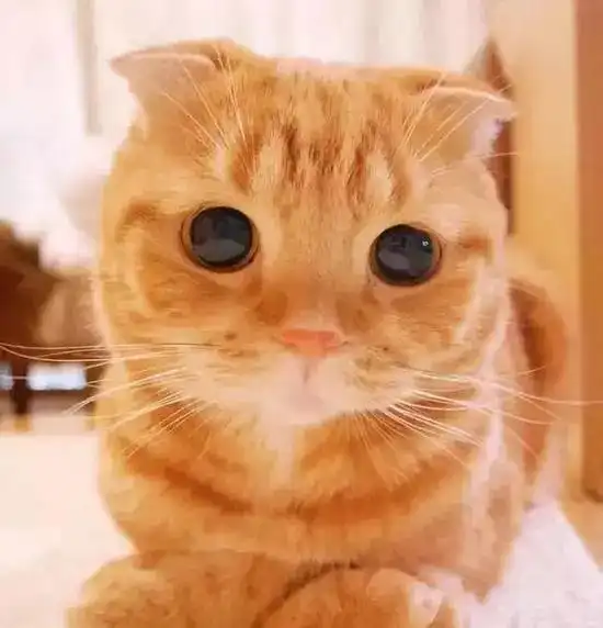 自从养了猫,我就失去了赖床自由
