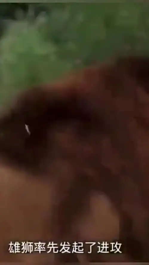 黑熊打不过狮子落荒而逃
