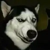 哈士奇犯二搞笑头像大全微信头像图片大全
