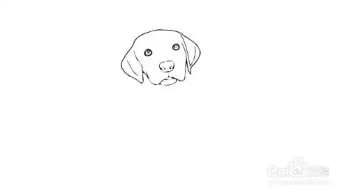 金毛犬简笔画画法
