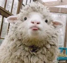 不动自撩惠若琪发羊羔同款自拍,成功撩到众多网友
