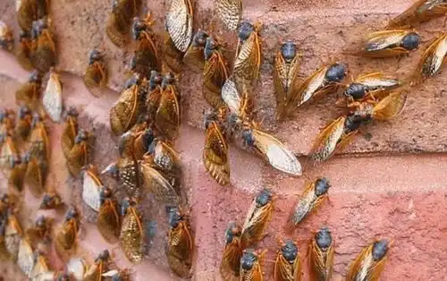 300亿只知了猴,在美国泛滥成灾,在我国卖2元一只,还抢着要
