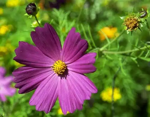 未来7天事业取得成功,4属相赚得盆满钵满,生活灿烂光明
