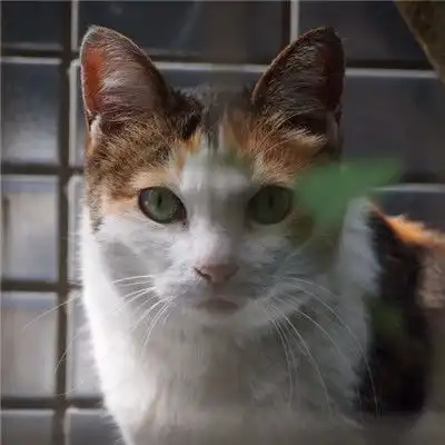 小猫咪头像,顽皮淘气的小猫咪图片
