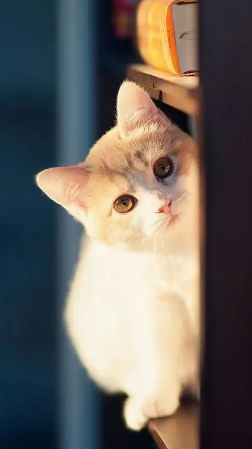 猫眸万般生灵皆有爱
