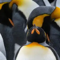 极地动物摄影精选大片开眼界二
